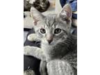 Adopt Ash a Tabby, Domestic Short Hair