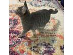 Adopt Rafiki a Domestic Short Hair