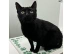 Adopt Squeakers a Domestic Short Hair