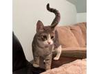 Adopt Timon a Domestic Short Hair