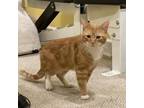 Adopt Mango a Domestic Short Hair