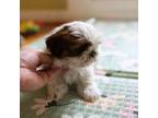 Shih Tzu Puppy for sale in Chattanooga, TN, USA