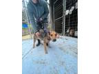 Adopt Zeus 2 a Australian Cattle Dog / Blue Heeler