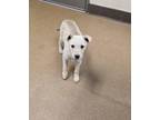 Adopt Pike a Shepherd, Mixed Breed