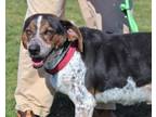 Adopt Gator a Beagle