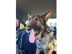 Adopt Hans a Dutch Shepherd