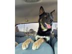 Adopt Matteo a German Shepherd Dog