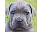 Cane Corso Puppy for sale in Belleview, MO, USA