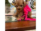 Maltipoo Puppy for sale in Franklinton, LA, USA