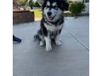 Alaskan Malamute Puppy for sale in Fort Morgan, CO, USA