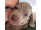 Weimaraner Puppy for sale in Vail, AZ, USA