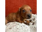 Dachshund Puppy for sale in Wausau, WI, USA