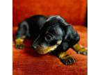 Dachshund Puppy for sale in Wausau, WI, USA