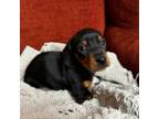 Dachshund Puppy for sale in Wausau, WI, USA