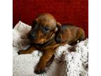 Dachshund Puppy for sale in Wausau, WI, USA