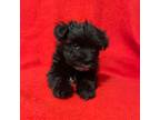 West Highland White Terrier Puppy for sale in Portage, IN, USA
