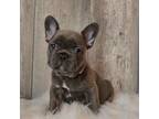 French Bulldog Puppy for sale in Parrish, AL, USA