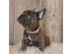 French Bulldog Puppy for sale in Parrish, AL, USA