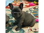 French Bulldog Puppy for sale in Pontotoc, MS, USA