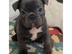French Bulldog Puppy for sale in Pontotoc, MS, USA