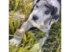 Great Dane Puppy for sale in Exeter, MO, USA