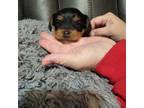 Yorkshire Terrier Puppy for sale in Shelbyville, TN, USA