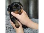 Yorkshire Terrier Puppy for sale in Shelbyville, TN, USA