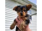 Yorkshire Terrier Puppy for sale in Shelbyville, TN, USA