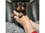 Yorkshire Terrier Puppy for sale in Shelbyville, TN, USA