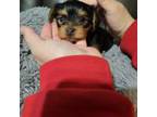 Yorkshire Terrier Puppy for sale in Shelbyville, TN, USA