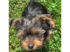 Yorkshire Terrier Puppy for sale in Bulls Gap, TN, USA