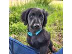 Labradoodle Puppy for sale in Colerain, NC, USA