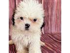 Shih-Poo Puppy for sale in Raeford, NC, USA