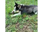 Siberian Husky Puppy for sale in Huntersville, NC, USA