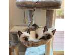 Amazing Siamese Kittens