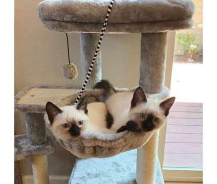Amazing Siamese Kittens is a Female Siamese Young For Sale in Prince NY