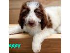 Mutt Puppy for sale in Waco, TX, USA