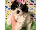 Mutt Puppy for sale in Laurel, MS, USA