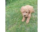 Poodle (Toy) Puppy for sale in Waco, TX, USA