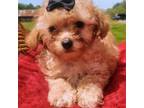 Tiny toy poodle