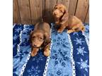 Dachshund Puppy for sale in Wood River, NE, USA