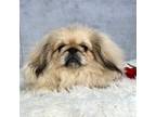 Pekingese Puppy for sale in Shipshewana, IN, USA