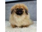 Pekingese Puppy for sale in Shipshewana, IN, USA