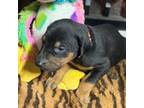 Doberman Pinscher Puppy for sale in Browerville, MN, USA