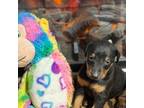 Doberman Pinscher Puppy for sale in Browerville, MN, USA