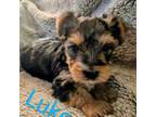 Yorkshire Terrier Puppy for sale in Roanoke Rapids, NC, USA