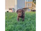 Labrador Retriever Puppy for sale in Lexington, MI, USA