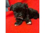 West Highland White Terrier Puppy for sale in Portage, IN, USA