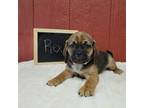 Puggle Puppy for sale in Chambersburg, PA, USA