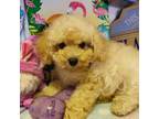 Poodle (Toy) Puppy for sale in New York, NY, USA